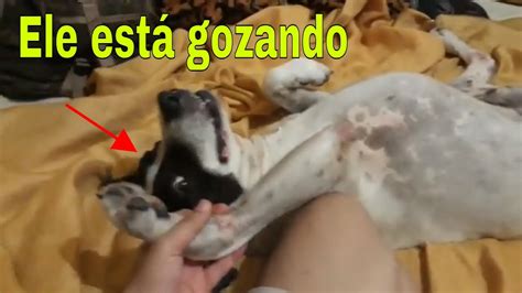 gozando na buceta da cachorra|Gozando Forte Na Buceta Da Cachorra